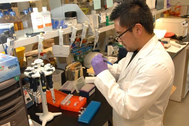 Medical laboratory scientist working with micropipettes at a laboratory bench